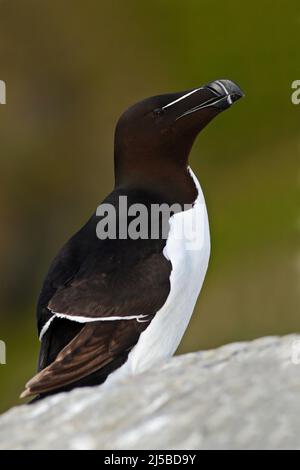 Auks Razorbill, Alca torda, arctique noir et blanc mignon oiseau assis sur le rocher. Oiseau dans l'habitat naturel, Islande. Auks sur le rocher. Oiseau de mer de NOR Banque D'Images