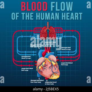 Illustration du flux sanguin du cœur humain Illustration de Vecteur