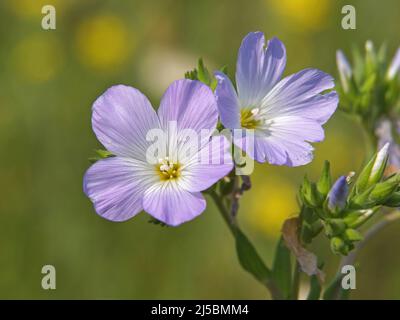 Fleurs bleu-violet de lin sauvage, Linum hirsutum Banque D'Images