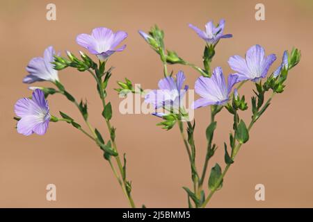 Fleurs bleu-violet de lin sauvage, Linum hirsutum Banque D'Images