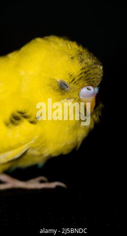 gros plan d'un perroquet de bourgegie ou de bourgegerigar avec des plumes jaunes moelleuses dormant tout en se tenant isolé dans un fond noir foncé la nuit Banque D'Images