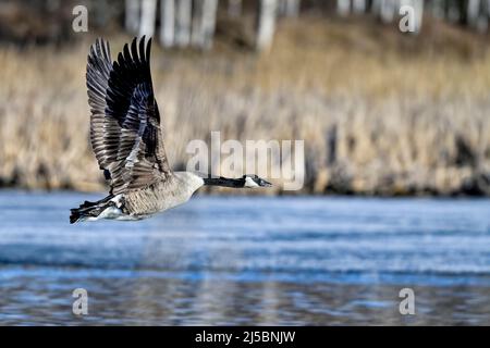Canada Goose en vol Banque D'Images