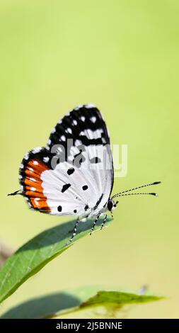 un beau papillon avec une bande rouge sur ses ailes noires et blanches, assis sur une feuille dans un jardin vert Banque D'Images