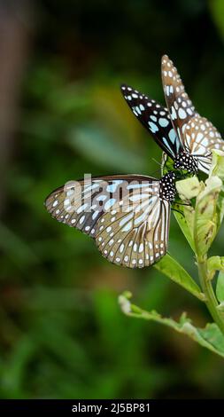 gros plan vertical une paire de papillons de tigre bleus jouant les uns avec les autres assis au-dessus d'une plante verte dans le jardin de papillons Banque D'Images