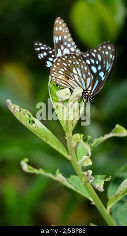 gros plan vertical une paire de papillons de tigre bleus jouant les uns avec les autres assis au-dessus d'une plante verte dans le jardin de papillons Banque D'Images