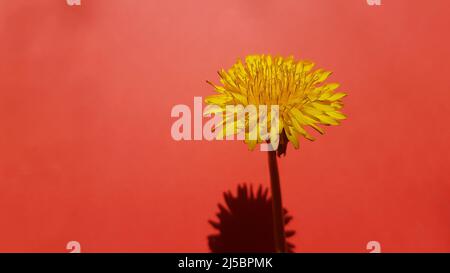 Fleur de pissenlit jaune sur fond rouge vif. Banque D'Images