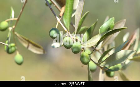 gros plan sur l'olive fraîche qui pousse dans une branche de l'arbre Banque D'Images