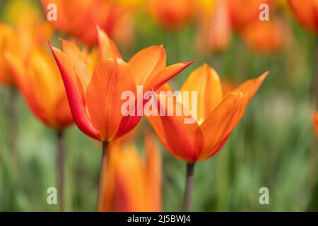 Gros plan de tulipe orange vif / Tulipa Ballerina floraison dans un jardin de printemps anglais, Angleterre, Royaume-Uni Banque D'Images