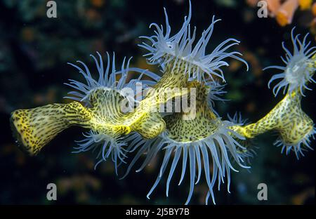 Wrapper gorgonien, anémone coloniale ou Wrapper gorgonien à rayures zébrées (Nemanthus annamensis), la nuit, Maldives, océan Indien, Asie Banque D'Images