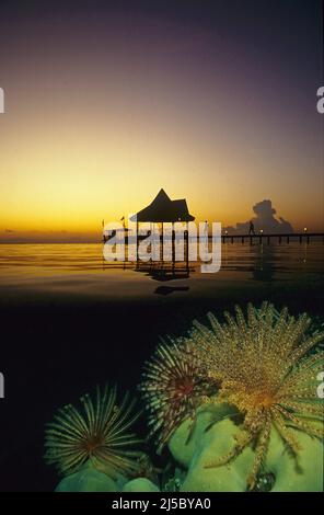 Image divisée, coucher de soleil sur une île des Maldives, étoile de plumes (Dichrometra flagellata), ouverte dans le récif de corail, Ari-atoll, Maldives, Océan Indien, Asie Banque D'Images