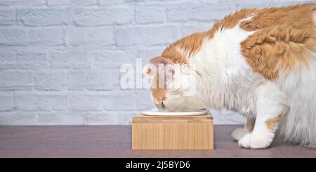 Vue latérale d'un chat tabby mangeant de la nourriture d'un bol. Image panoramique avec espace de copie. Banque D'Images