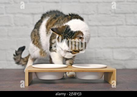 Joli chat tabby qui a l'air curieux dans un double bol alimentaire. Banque D'Images