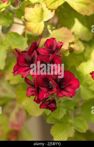 Gros plan de la floraison du pélargonium rouge foncé dans une serre. Angleterre, Royaume-Uni Banque D'Images