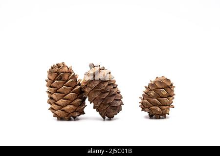 Différents cônes de cèdre avec pignons sur fond blanc. Banque D'Images