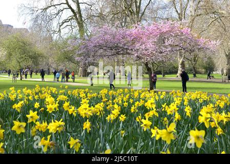 Londres, Angleterre, Royaume-Uni. Fleurs et fleurs printanières dans le parc St James's, 17th mars 2022 Banque D'Images
