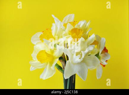 Bouquet de printemps de jonquilles jaunes sur fond jaune. Banque D'Images