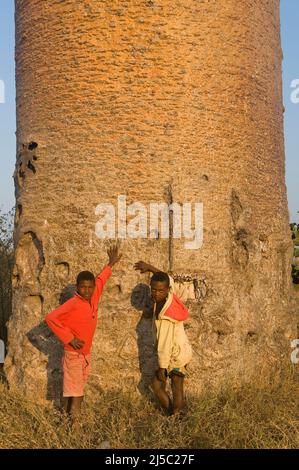 Deux garçons devant un Baobab (Adansonia grandidieri), Morondava, Madagascar Banque D'Images