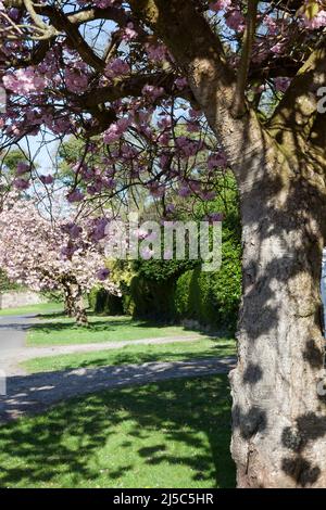 Pink Cherry Blossom, West Argyll Street, Helensburgh, Écosse Banque D'Images