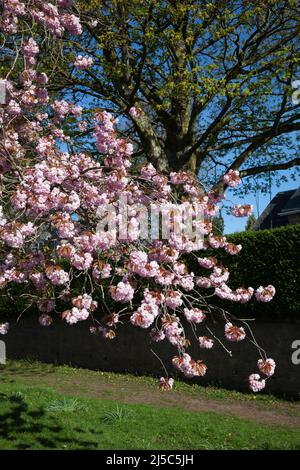 Pink Cherry Blossom, West Argyll Street, Helensburgh, Écosse Banque D'Images