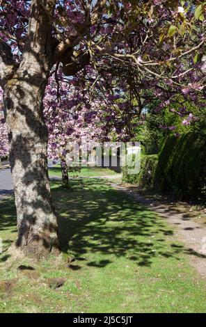 Pink Cherry Blossom, West Argyll Street, Helensburgh, Écosse Banque D'Images