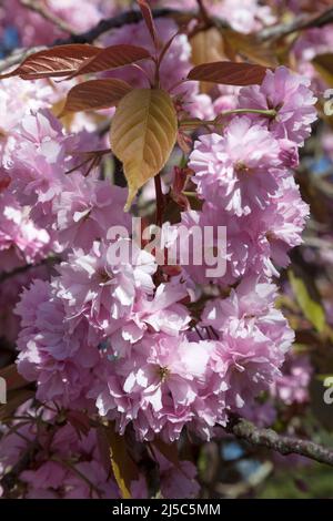 Pink Cherry Blossom, West Argyll Street, Helensburgh, Écosse Banque D'Images