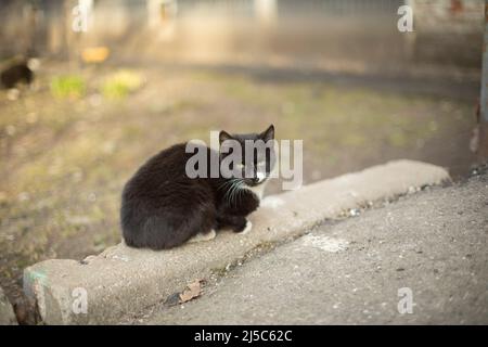 Cat dans la rue. Le chaton sans abri est noir. Animal assis sur l'asphalte. Banque D'Images