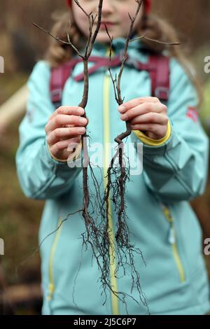 Saxe Anhalt, Allemagne. 22nd avril 2022. 22 avril 2022, Saxe-Anhalt, Silberhütte: Marike de Harzgerode détient deux semis de hêtre en cuivre prêts pour une campagne de plantation le jour de l'Arbor. Un total de 1000 sangsues de cuivre, qui est aussi l'arbre de l'année 2022, doivent être plantés dans une zone. La campagne de la Journée de l'arbre a lieu en Allemagne depuis 1952. L'objectif est de sensibiliser les jeunes en particulier à la valeur des arbres pour le climat, la terre et les personnes. Photo: Matthias Bein/dpa-Zentralbild/ZB crédit: dpa Picture Alliance/Alay Live News Banque D'Images