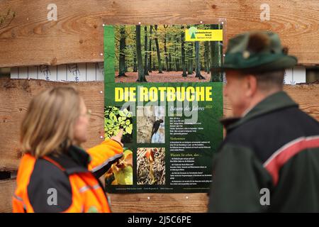 Saxe Anhalt, Allemagne. 22nd avril 2022. 22 avril 2022, Saxe-Anhalt, Silberhütte : les participants à une campagne de plantation le jour de l'arbre s'informent sur le hêtre cuivré. Un total de 1000 hêtres de cuivre, qui est également l'arbre de l'année 2022, doivent être plantés dans une seule zone. La campagne de la Journée de l'arbre a lieu en Allemagne depuis 1952. L'objectif est de sensibiliser les jeunes en particulier à la valeur des arbres pour le climat, la terre et les personnes. Photo: Matthias Bein/dpa-Zentralbild/ZB crédit: dpa Picture Alliance/Alay Live News Banque D'Images