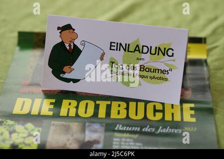 Saxe Anhalt, Allemagne. 22nd avril 2022. 22 avril 2022, Saxe-Anhalt, Silberhütte: Une carte d'invitation pour une campagne de plantation le jour de l'Arbor est sur une affiche sur le hêtre de cuivre. Un total de 1000 sangsues de cuivre, qui est aussi l'arbre de l'année 2022, doivent être plantés dans une zone. La journée d'action pour la Journée de l'arbre est célébrée en Allemagne depuis 1952. L'objectif est de sensibiliser les jeunes en particulier à la valeur des arbres pour le climat, la terre et les personnes. Photo: Matthias Bein/dpa-Zentralbild/ZB crédit: dpa Picture Alliance/Alay Live News Banque D'Images