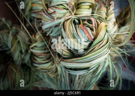 Un ensemble de kans de canne à sucre sauvage, Saccharum spontaneum. Région himalayenne de l'Inde du Nord. C'est une herbe vivace, qui grandit jusqu'à trois moi Banque D'Images