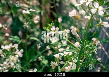 Un gros plan de fleurs blanches de radis oléagineux (Raphanus sativus var. Oleiformis) dans un jardin indien. Banque D'Images