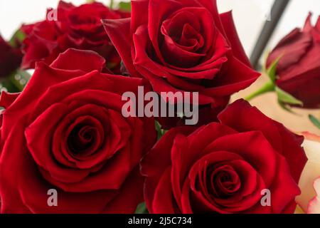 Gros plan de belles roses rouges dans un fleuriste. Fond coloré et lumineux avec roses rouges Banque D'Images