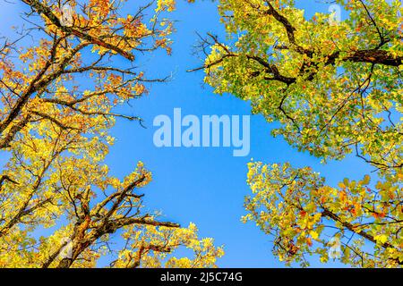 CIME des arbres et ciél bleu en automne Var France 83 Banque D'Images