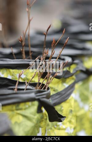 Saxe Anhalt, Allemagne. 22nd avril 2022. 22 avril 2022, Saxe-Anhalt, Silberhütte: Les jeunes plants de sangsues de cuivre sont prêts à planter des sacs pour une campagne de plantation de jour d'arbre. Un total de 1 000 sangsues de cuivre, qui est aussi l'arbre de l'année 2022, doivent être plantés dans une zone. La Journée de l'arbre est célébrée en Allemagne depuis 1952. L'objectif est de sensibiliser les jeunes en particulier à la valeur des arbres pour le climat, la terre et les personnes. Photo: Matthias Bein/dpa-Zentralbild/ZB crédit: dpa Picture Alliance/Alay Live News Banque D'Images