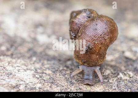 Pomatias elegans, nom commun l'escargot à bec rond, est une espèce de petit escargot terrestre avec un opercule, un mollusque de gastropodes terrestre. Banque D'Images