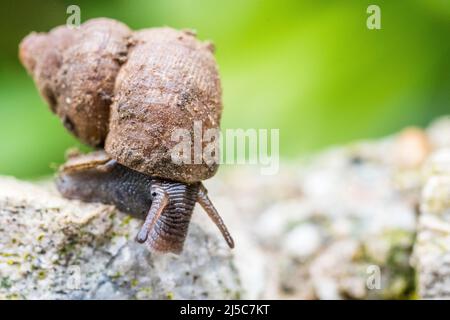 Pomatias elegans, nom commun l'escargot à bec rond, est une espèce de petit escargot terrestre avec un opercule, un mollusque de gastropodes terrestre. Banque D'Images