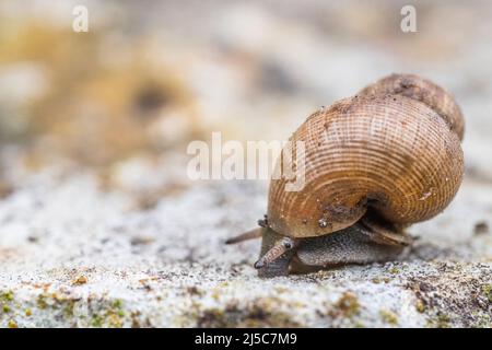 Pomatias elegans, nom commun l'escargot à bec rond, est une espèce de petit escargot terrestre avec un opercule, un mollusque de gastropodes terrestre. Banque D'Images