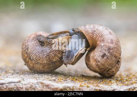 Pomatias elegans, nom commun l'escargot à bec rond, est une espèce de petit escargot terrestre avec un opercule, un mollusque de gastropodes terrestre. Banque D'Images