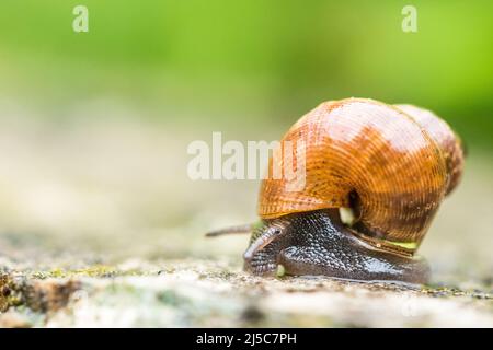 Pomatias elegans, nom commun l'escargot à bec rond, est une espèce de petit escargot terrestre avec un opercule, un mollusque de gastropodes terrestre. Banque D'Images