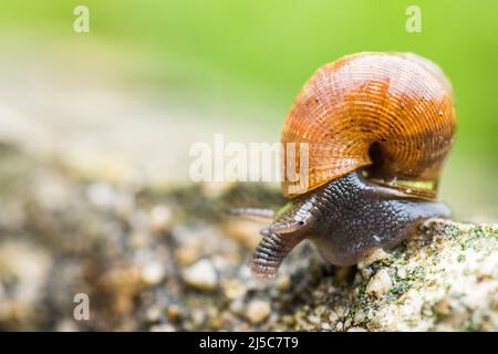Pomatias elegans, nom commun l'escargot à bec rond, est une espèce de petit escargot terrestre avec un opercule, un mollusque de gastropodes terrestre. Banque D'Images