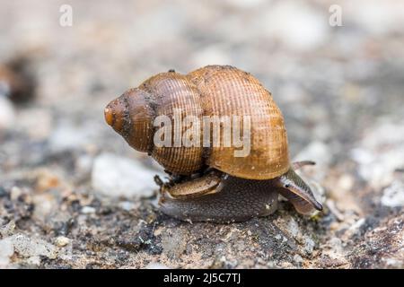 Pomatias elegans, nom commun l'escargot à bec rond, est une espèce de petit escargot terrestre avec un opercule, un mollusque de gastropodes terrestre. Banque D'Images