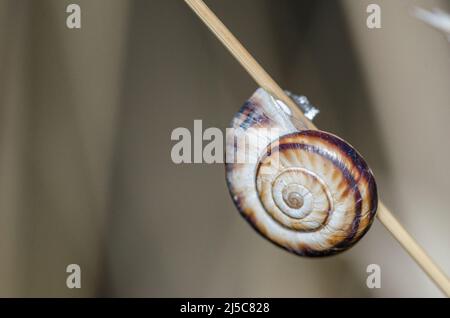 L'escargot de Heath ou Heath Helicellid (Xérolenta obvia obvia), est une espèce d'escargot terrestre à respiration aérienne, un mollusque terrestre de gastropodes. Banque D'Images