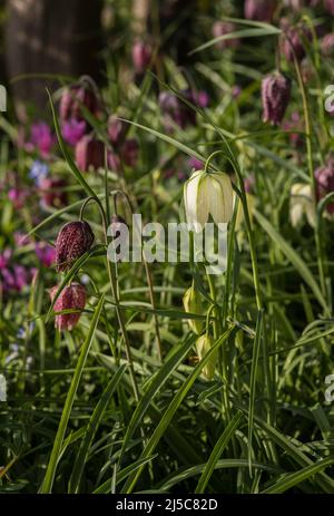 Tête de serpent Fritillary - Fritilaria Meleagris est une espèce eurasienne de plante à fleurs de la famille des nénuphars (Daffodil à damier AKA). Banque D'Images