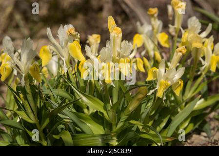 Fleurs jaune vif de Bukhara Iris - Iris Bucharica (alias iris à feuilles de maïs et iris à cornes), un membre de la famille des Iridaceae. Banque D'Images