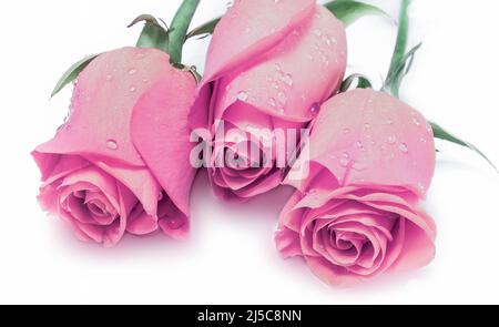 bouquet de fleurs roses humides sur blanc Banque D'Images