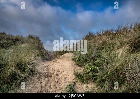 Les dommages graves causés par l'activité humaine au système fragile de dunes de sable délicates de Crantock Beach, à Newquay, en Cornouailles. Banque D'Images