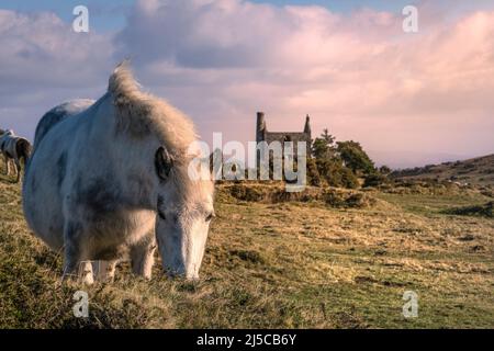 Lumière du soir sur un poney de Bodmin emblématique sur Craddock Moor avec les vestiges historiques de Housemans Shaft Engine House sur le robuste Bodmin Moor. Banque D'Images