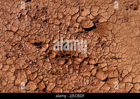 Flaque de boue séchée, brillante et fissurée sur un chemin à Lanzarote. Il ressemble au chocolat. Banque D'Images