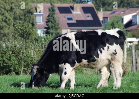 Rouge blanc de vaches Holstein Frysian noires blanches sur un pré aux pays-Bas Banque D'Images