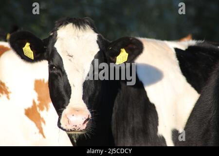 Rouge blanc de vaches Holstein Frysian noires blanches sur un pré aux pays-Bas Banque D'Images